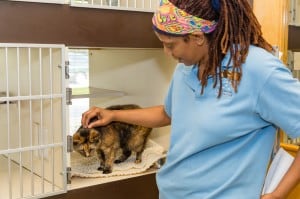 Cats get multiple level condos with an view when they stay at Old Dominion Animal Health Center