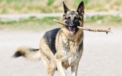 Is Rawhide Bad For Dogs?